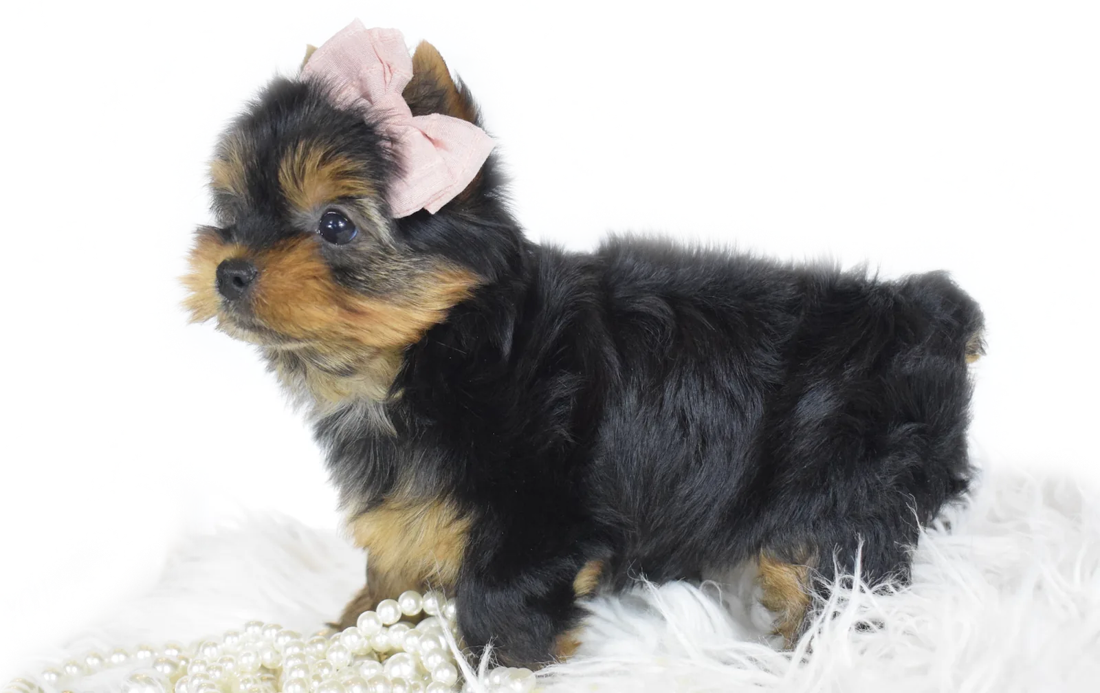 A Yorkie puppy on a white fur rug