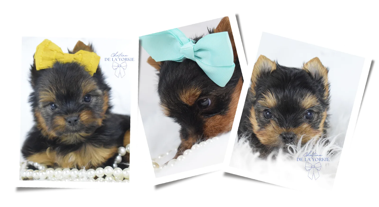 Three Yorkie puppies wearing bows