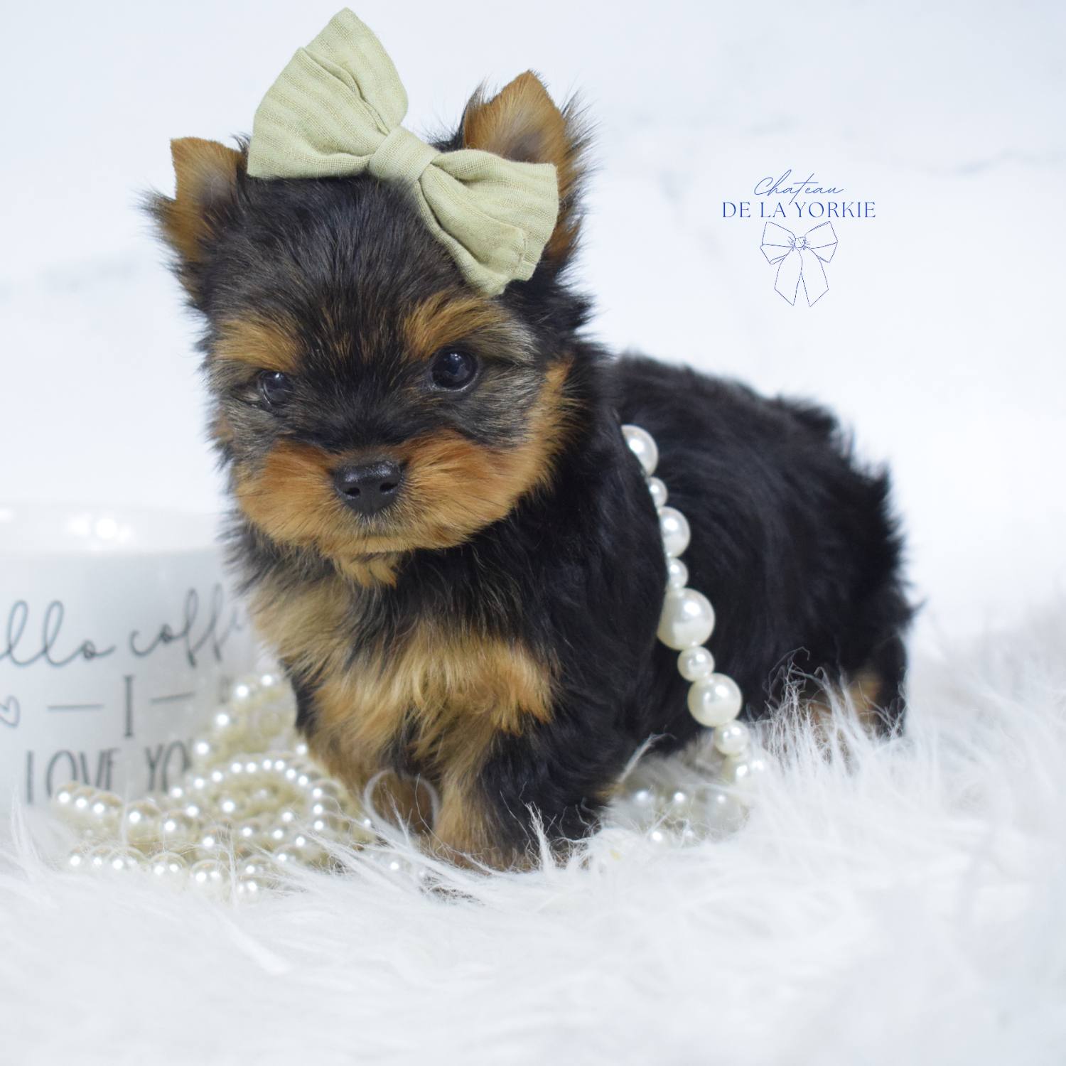 Malcolm, a Yorkshire Terrier puppy