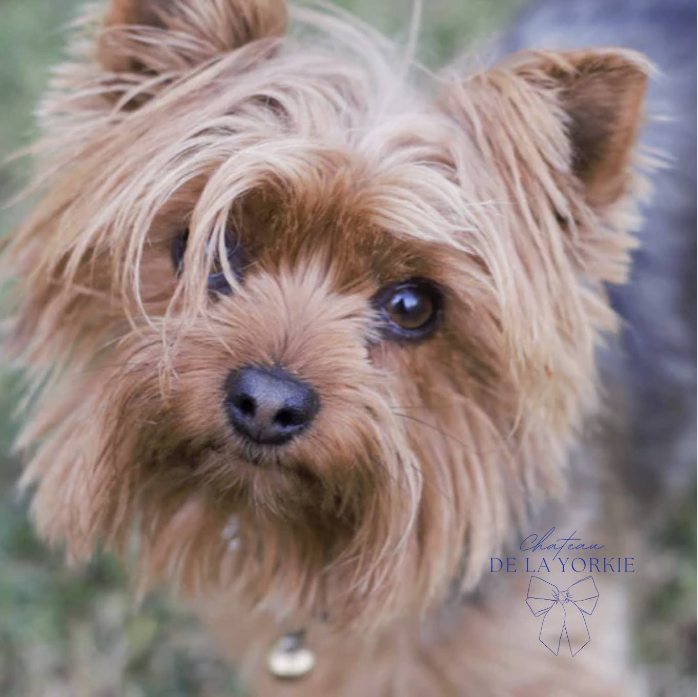 Mojo, AKC Male
