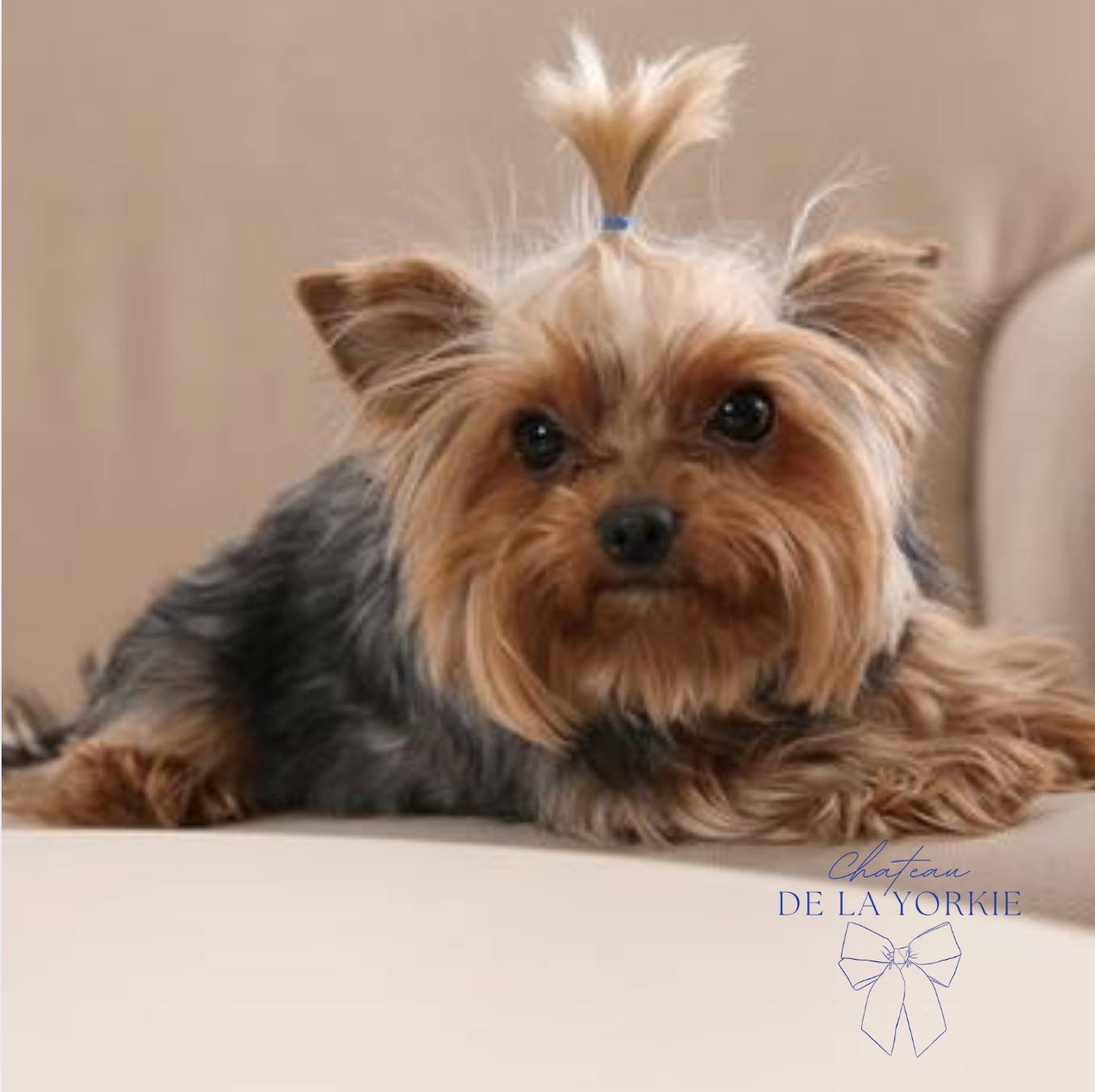 Miss Skittles, AKC Female