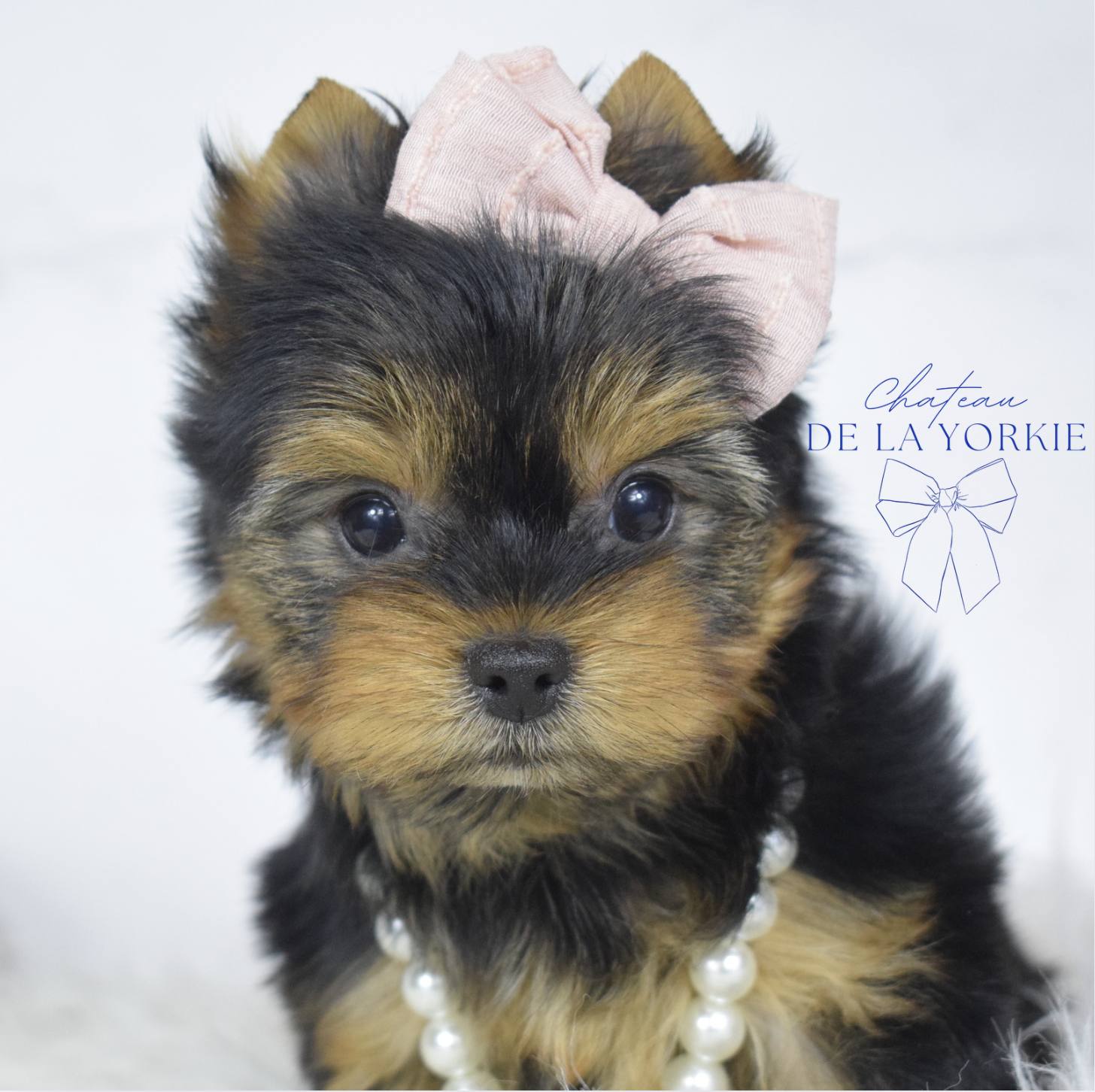 Poppy, a Yorkshire Terrier puppy