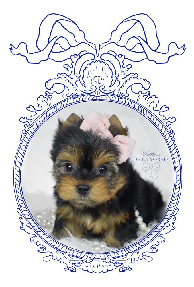 A Yorkie puppy in an ornate frame